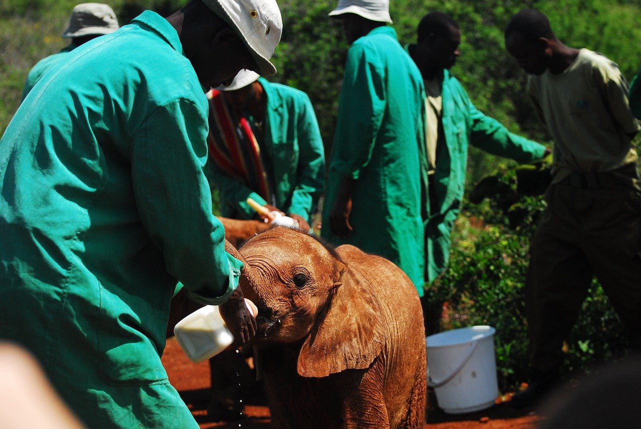 feeding baby elephants, bottle feeding, nairobi